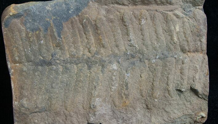 Million Year Old Fern Fossil #7853